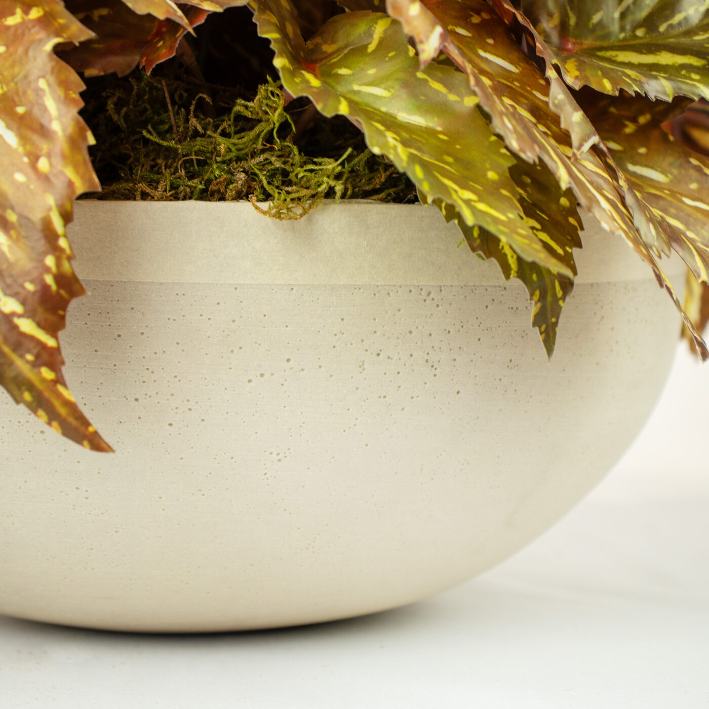 BEGONIA PLANTS IN SANDSTONE PLANTER