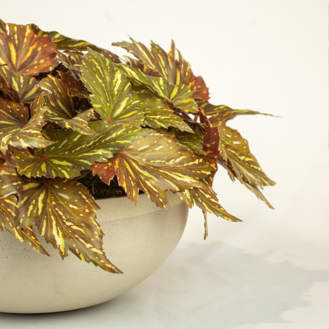 BEGONIA PLANTS IN SANDSTONE PLANTER