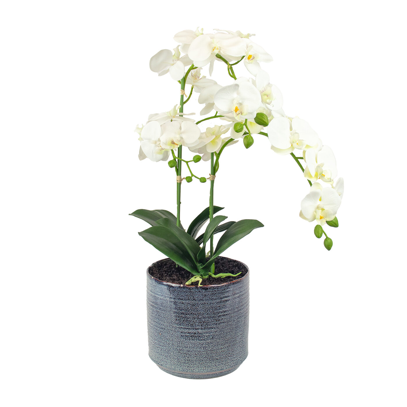 PHALENOPSIS WHITE IN GREY CERAMIC PLANTER