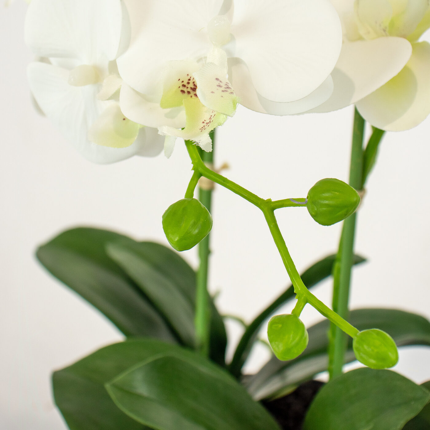 PHALENOPSIS WHITE IN GREY CERAMIC PLANTER