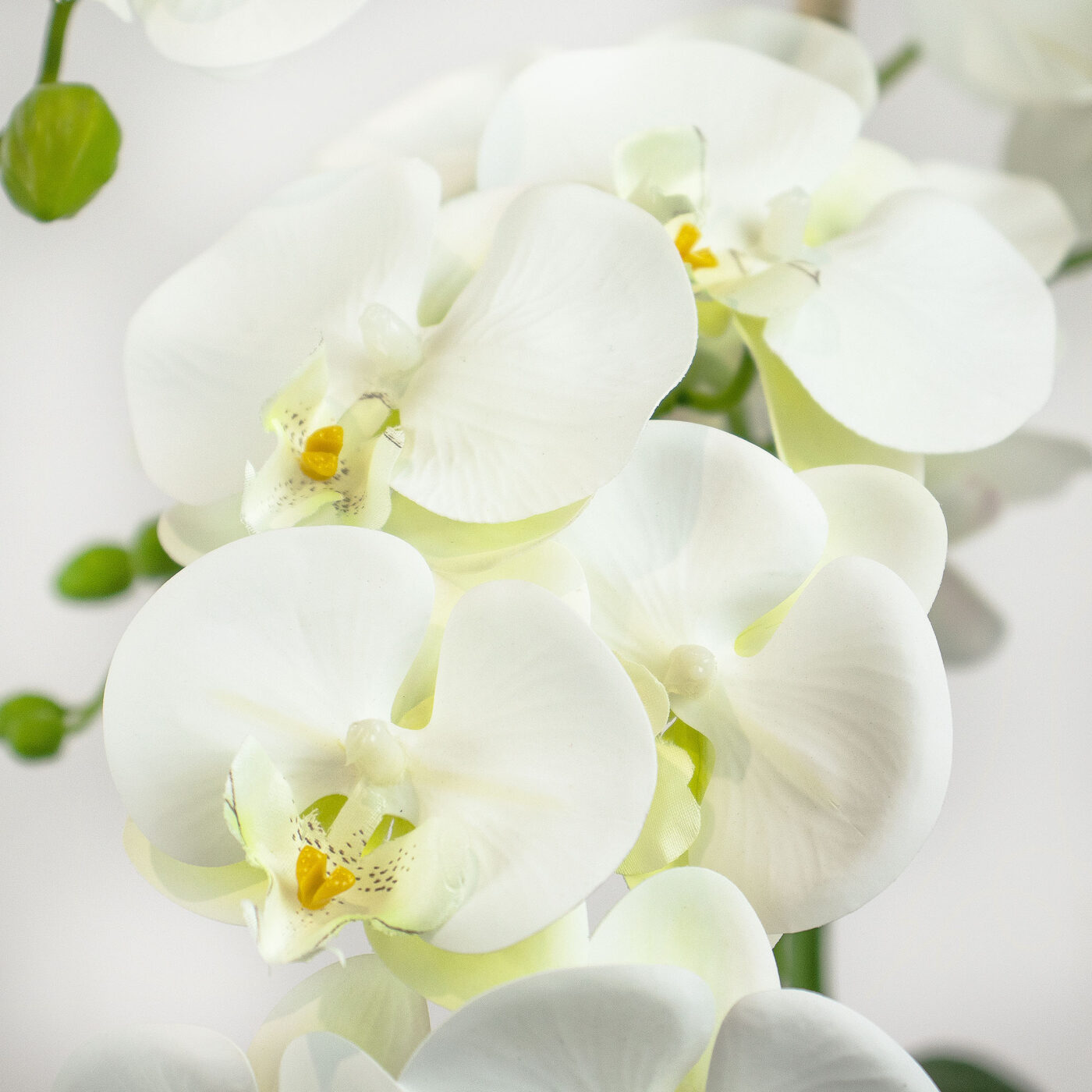 PHALENOPSIS WHITE IN GREY CERAMIC PLANTER