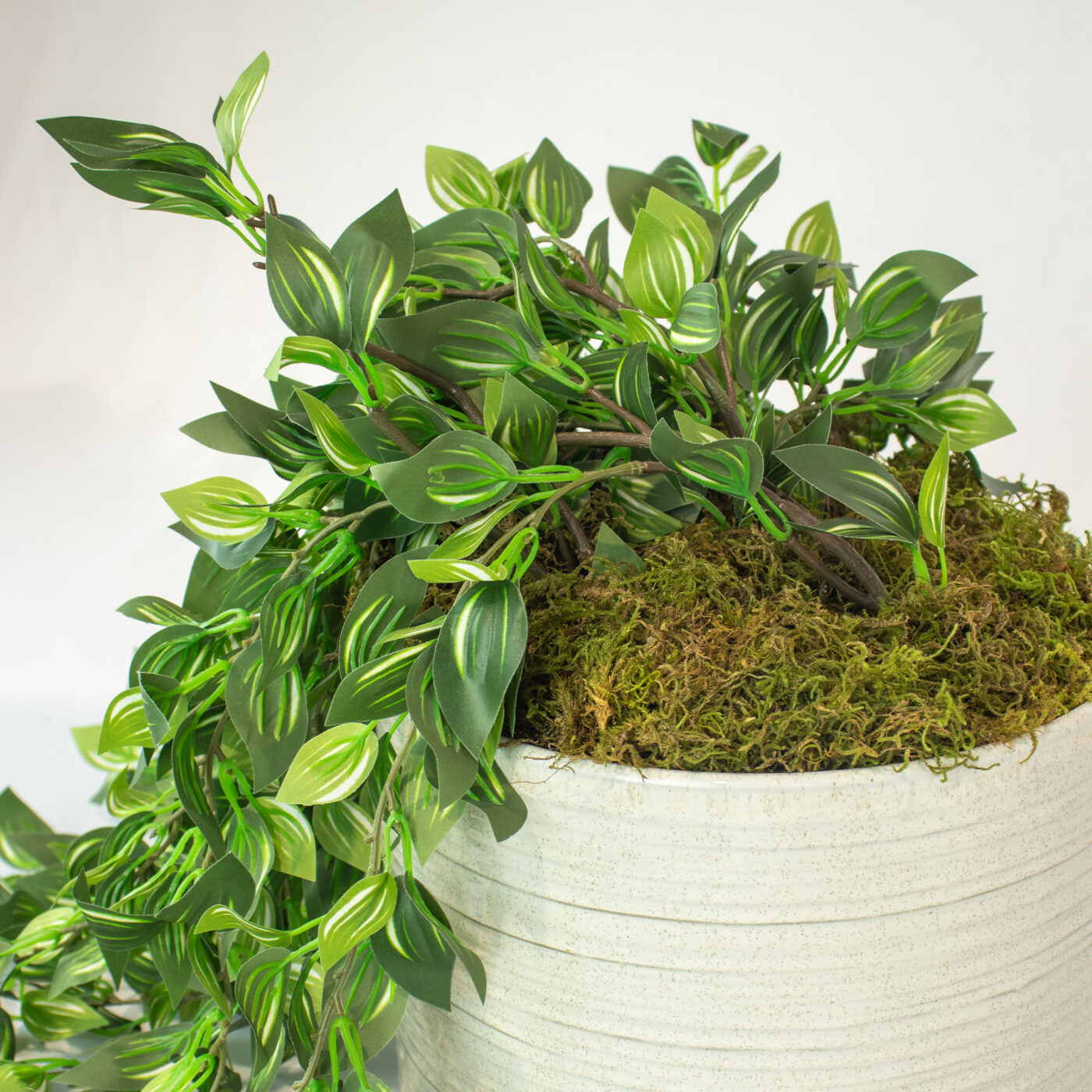 WANDERING JEW GREEN CREAM IN CERAMIC PLANTER