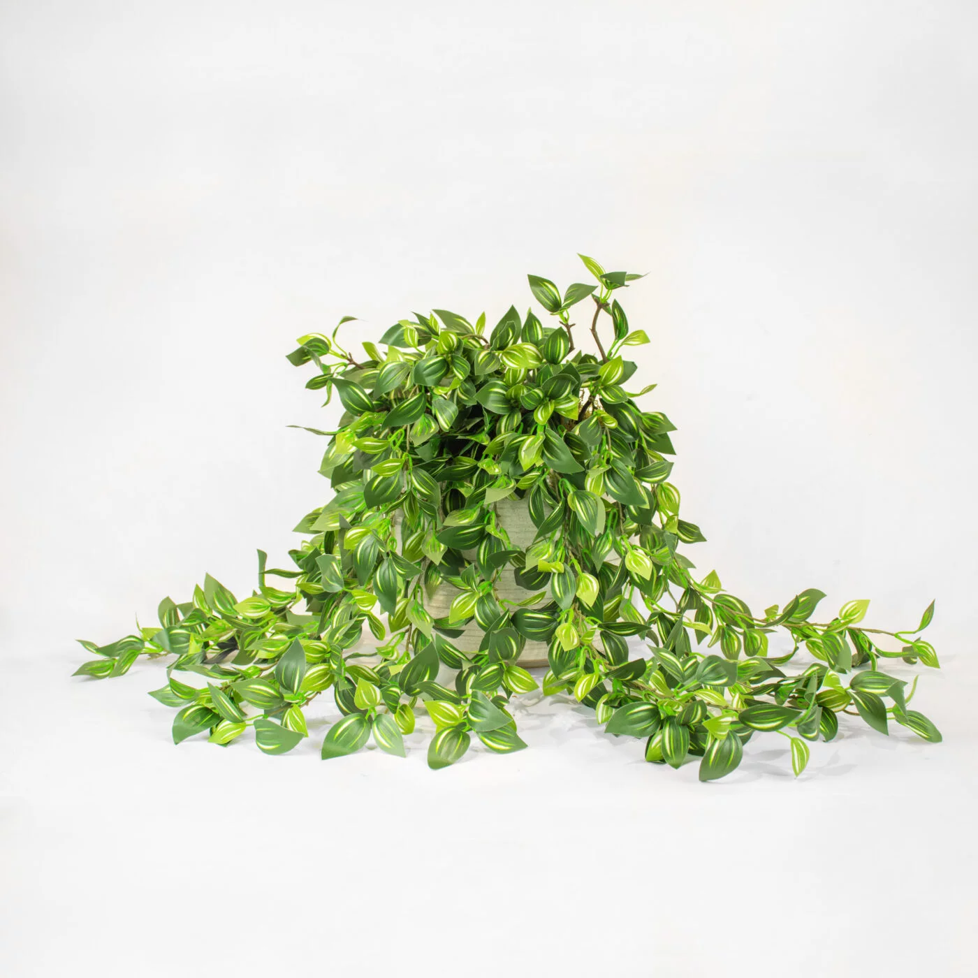 WANDERING JEW GREEN CREAM IN CERAMIC PLANTER