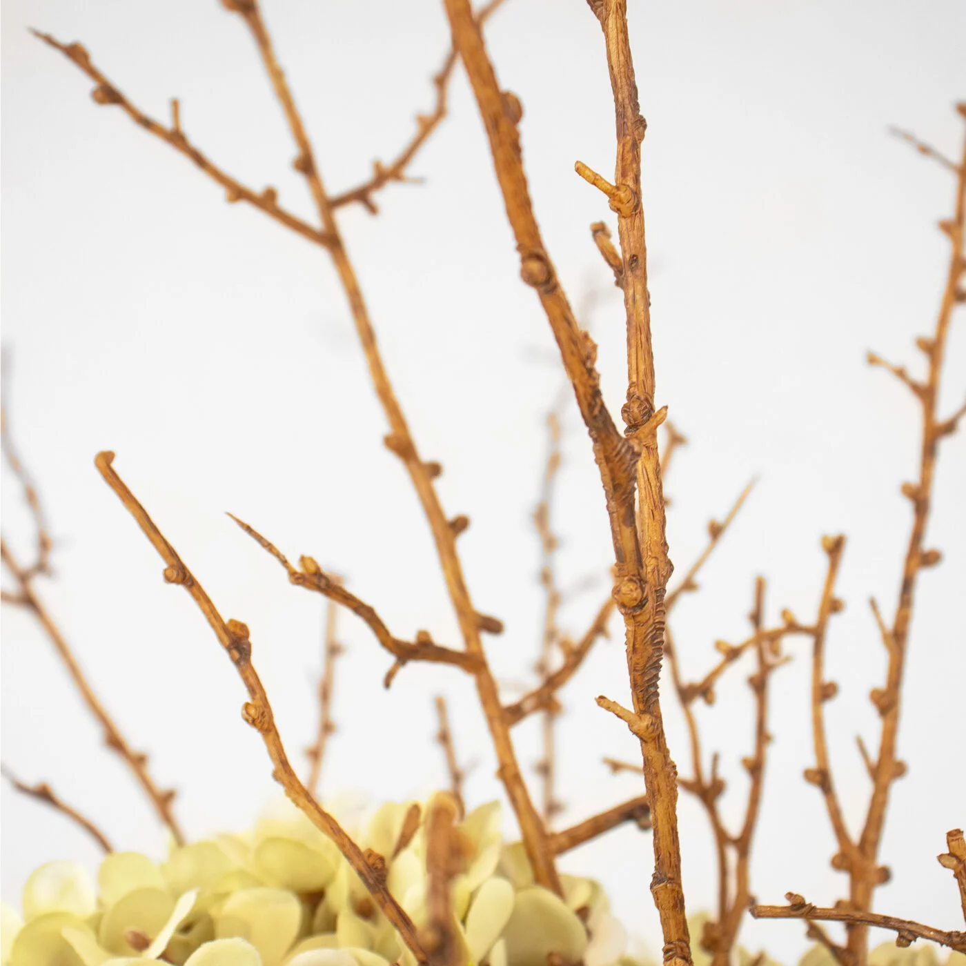 HYDRANGEA DRY CREAM IN CAESAR POT BROWN
