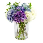 HYDRANGEA BLUE AND WHITE MIX IN LARGE CYLINDER VASE