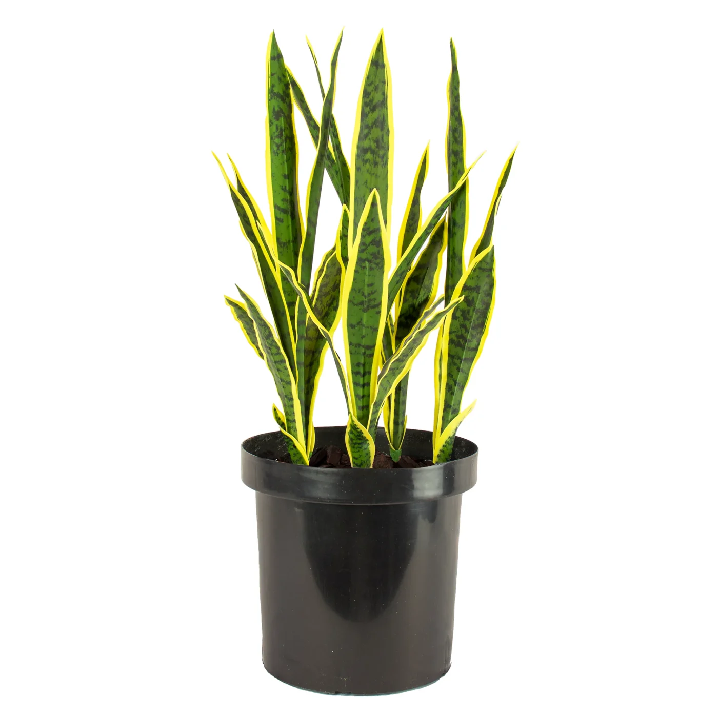 Sansevieria Snake Plant Potted for office commercial use OP/SNAKE/32CM