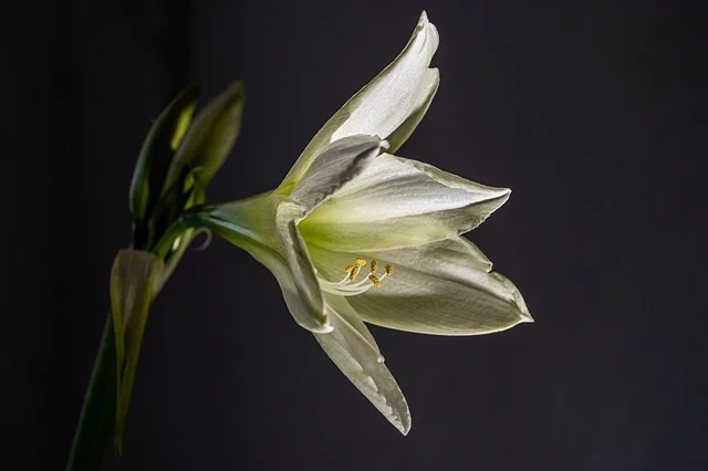 Real Touch Lily Flower with dramatic side light to show texture