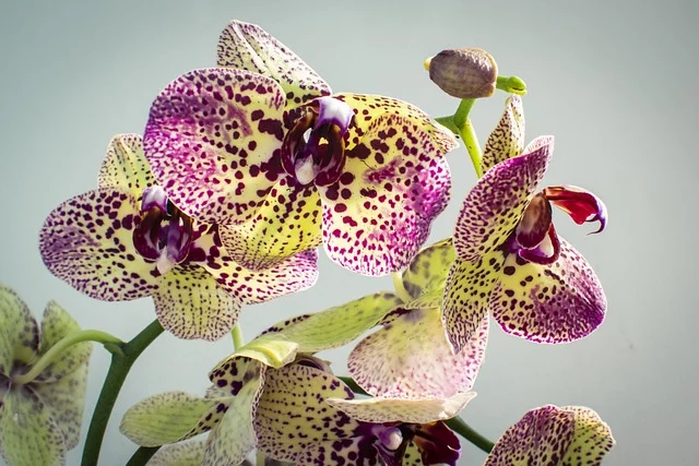 spotted purple phalaenopsis orchid 