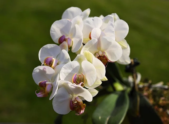 white phalaenopsis orchids