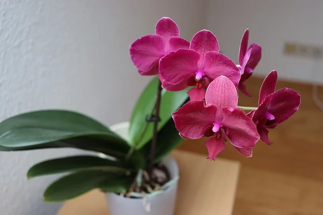 orchid arrangement indoors