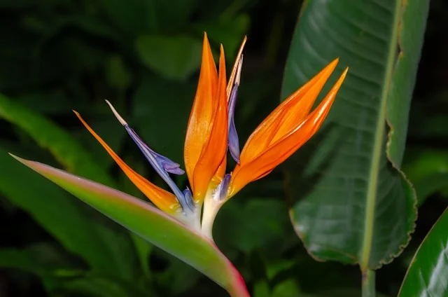 Bird of paradise flower / Strelitzia