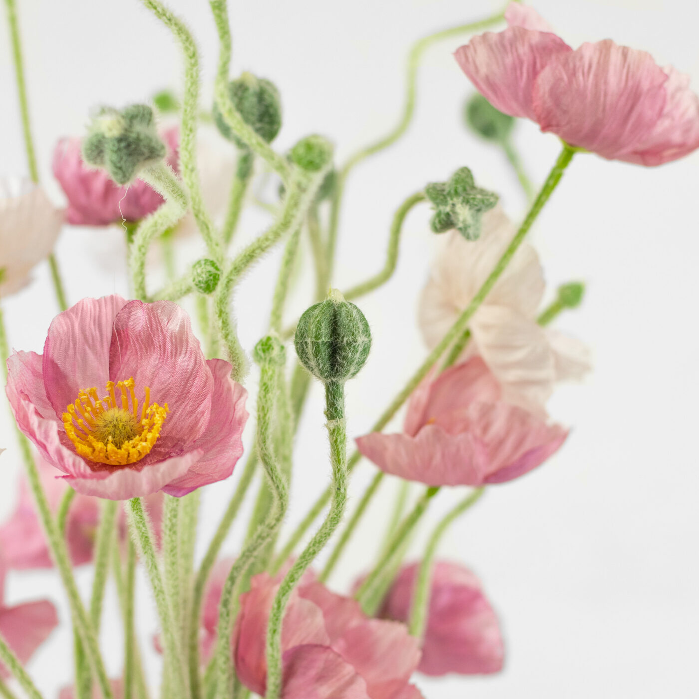 PINK & CREAM POPPIES IN BUD VASE