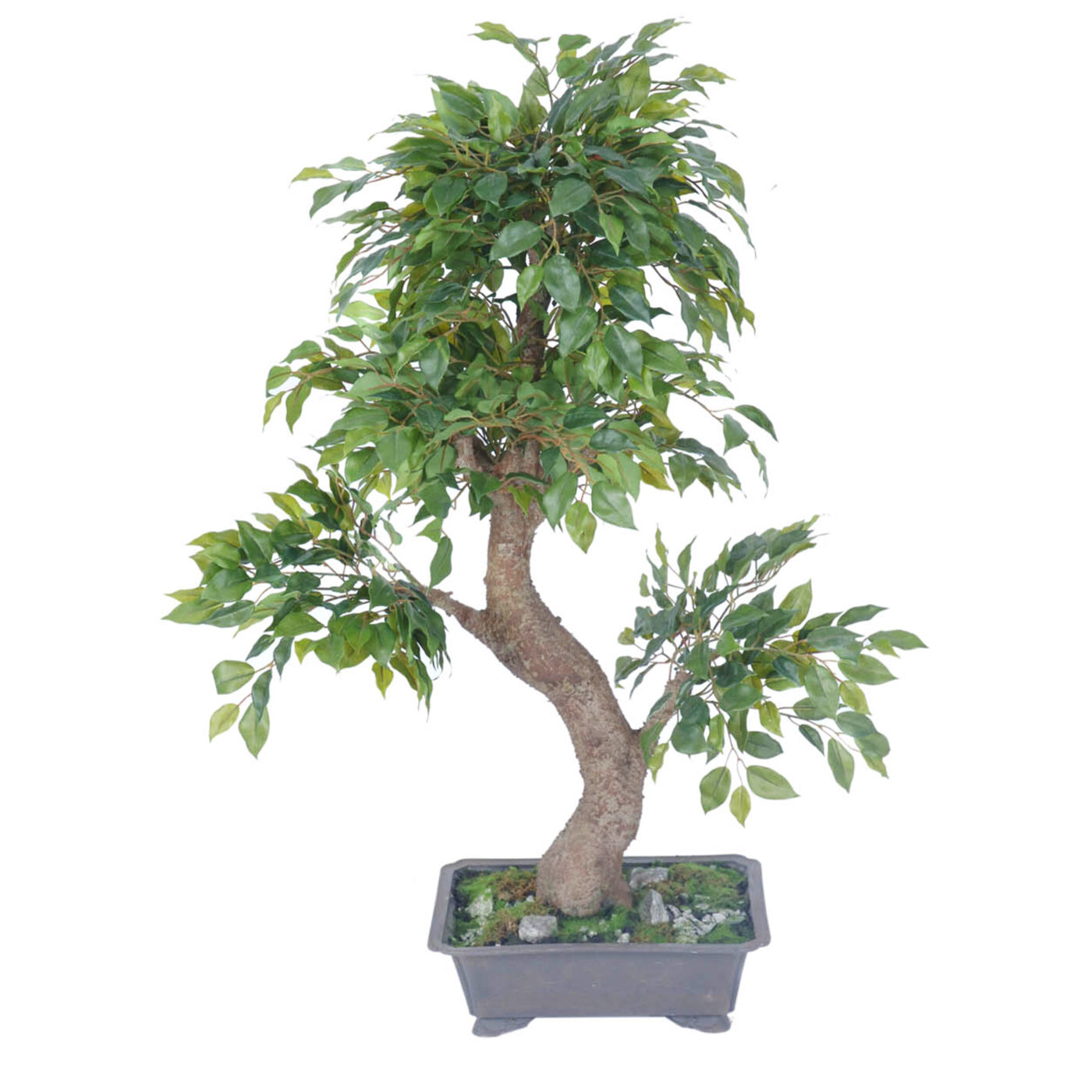 FICUS MINI 3' BONSAI POTTED GR