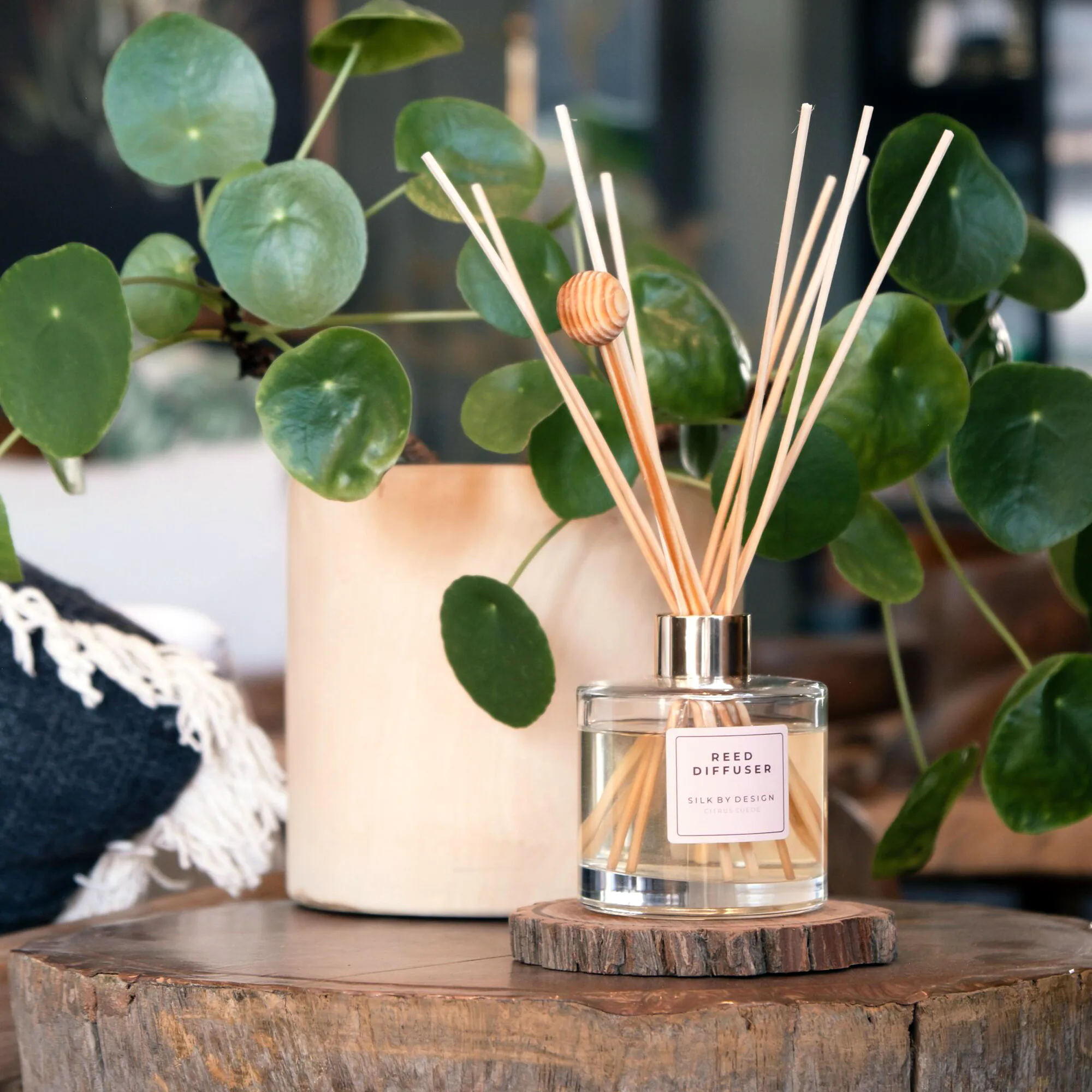 CITRUS SUEDE REED DIFFUSER – 200ML Lifestyle with Money plant