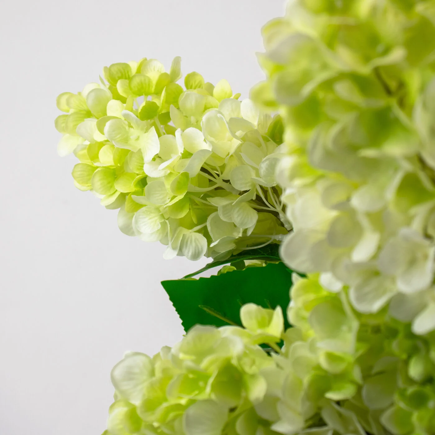 CONE HYDRANGEA GREEN CREAM IN SWIRL VASE