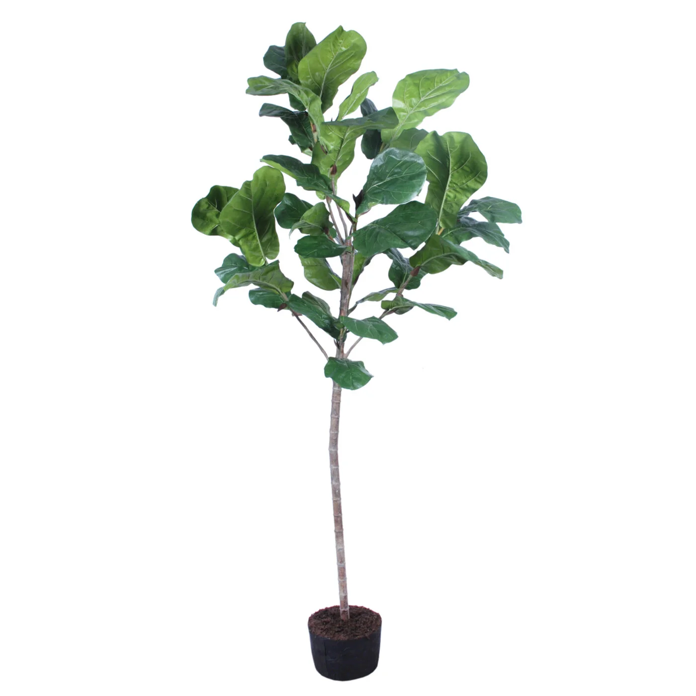 FIDDLE TREE WITH SOIL - 260CM