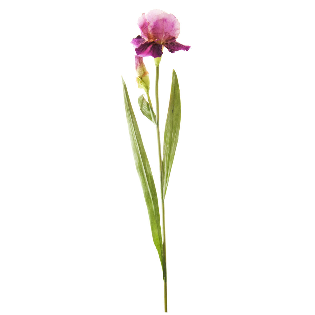 IRIS FLOWER STEM W/BUD LAVENDER 87CM