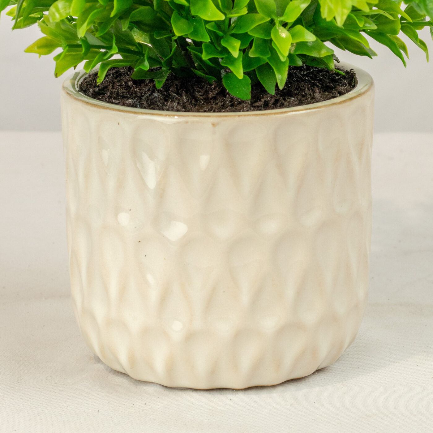 RUSCUS BUSH IN 11CM CERAMIC POT