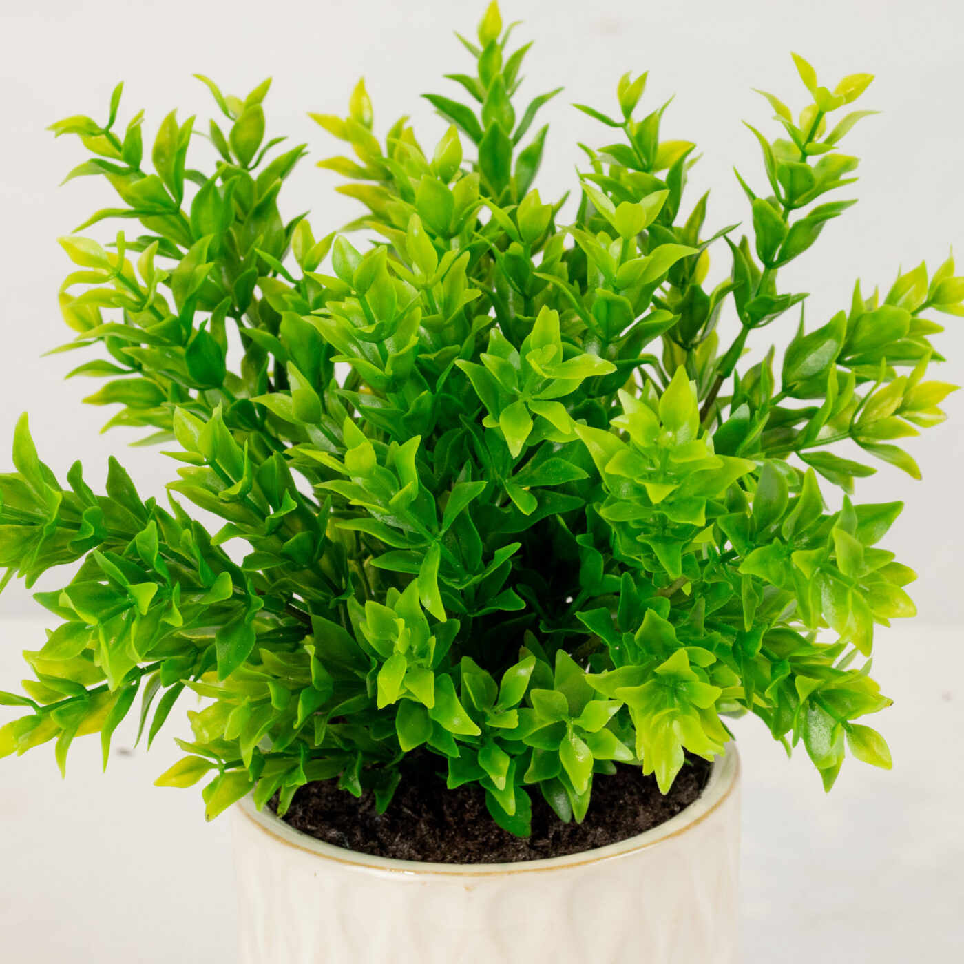 RUSCUS BUSH IN 11CM CERAMIC POT