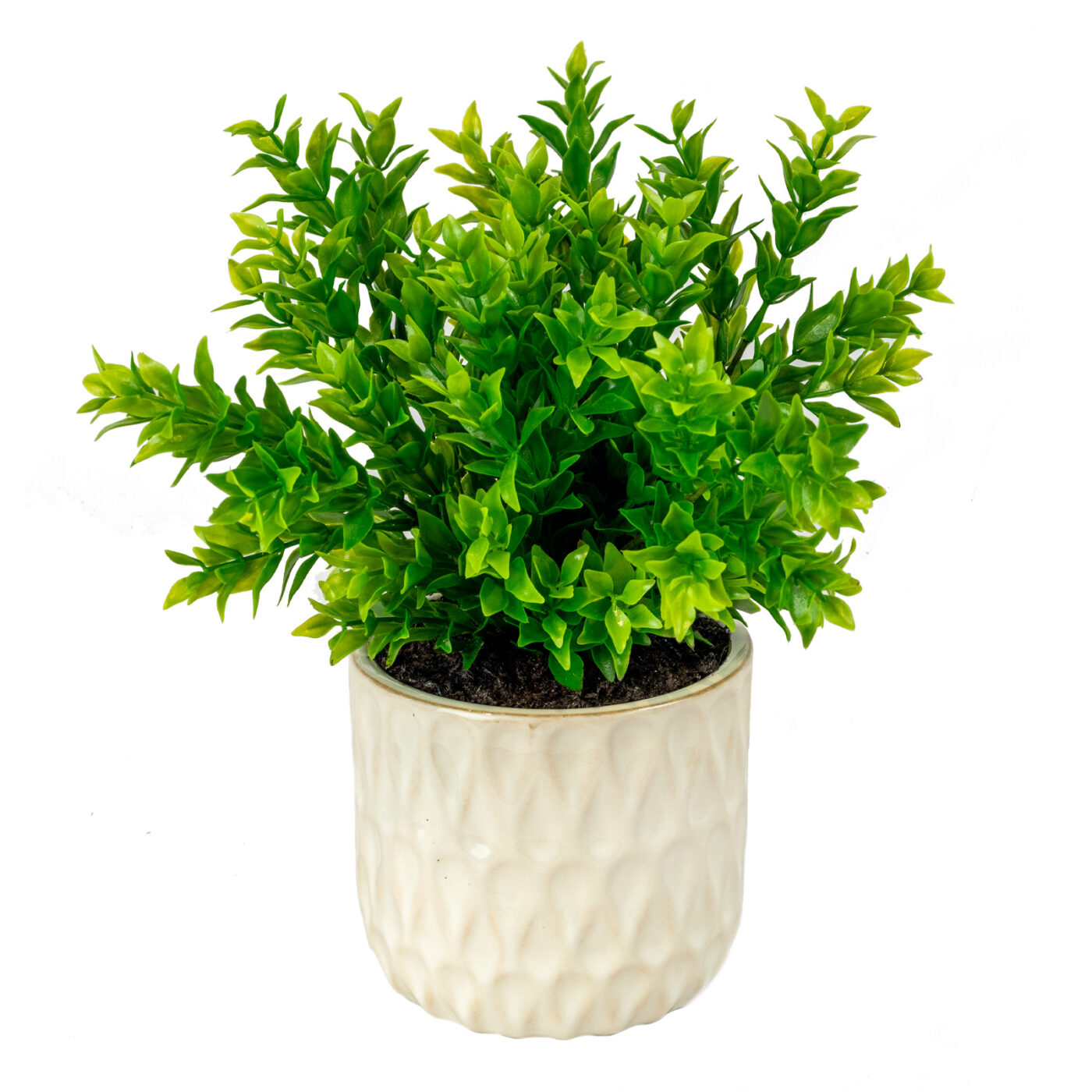 RUSCUS BUSH IN 11CM CERAMIC POT