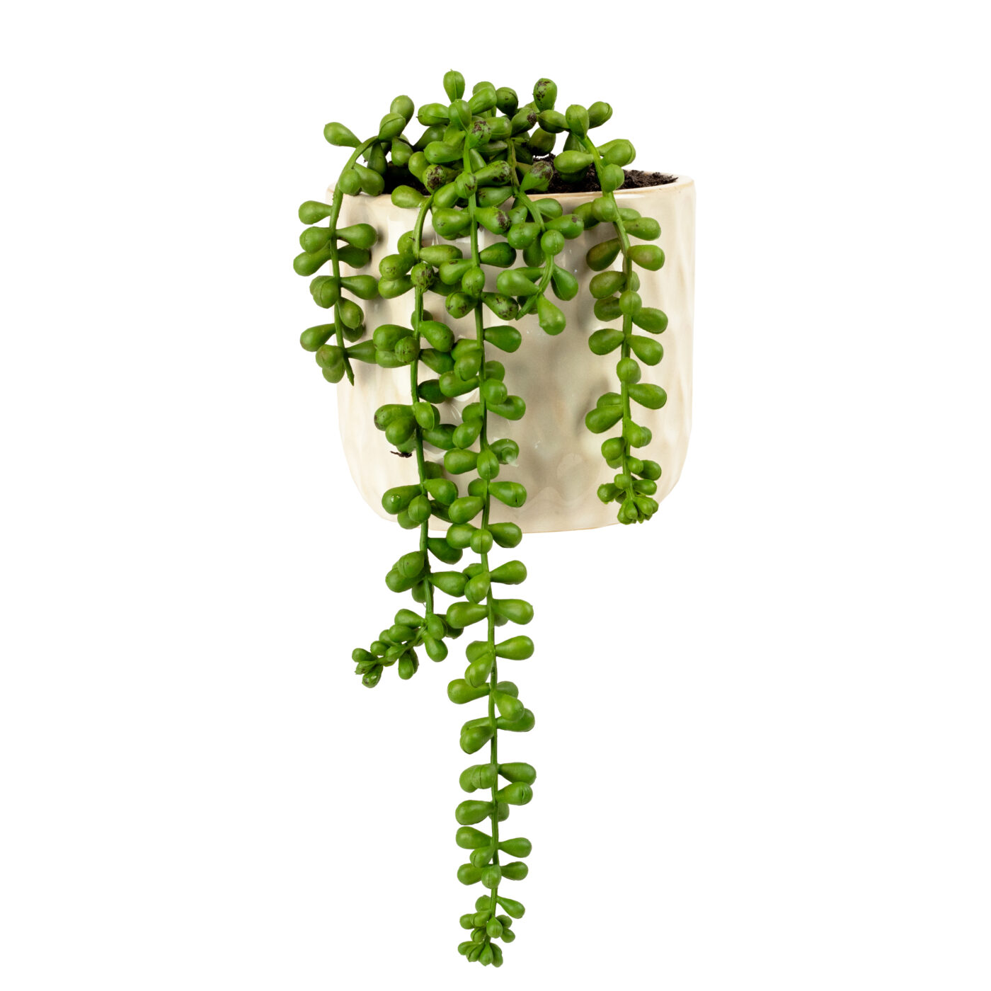 TRAILING SEDUM PLANT IN 11CM CERAMIC POT