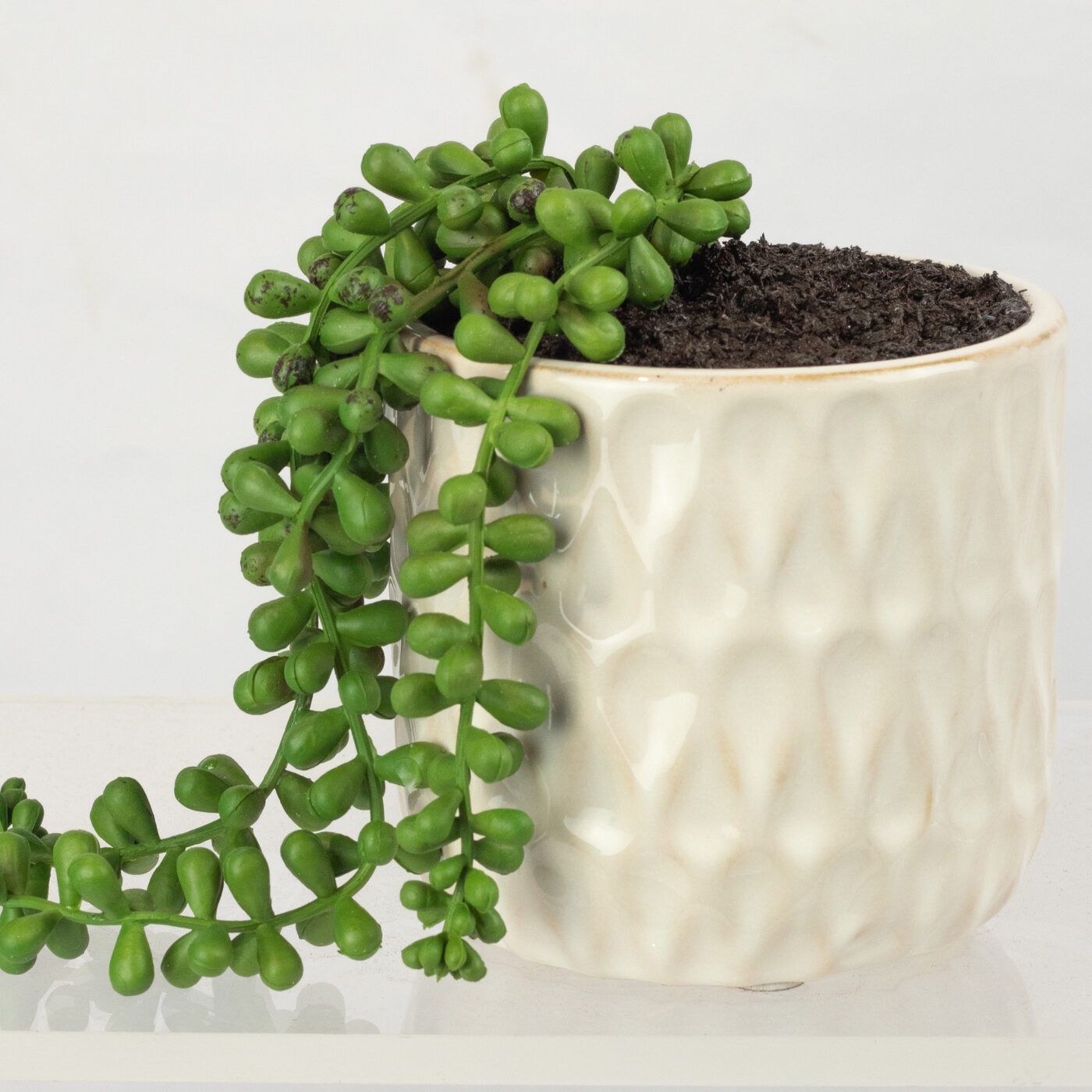 TRAILING SEDUM PLANT IN 11CM CERAMIC POT