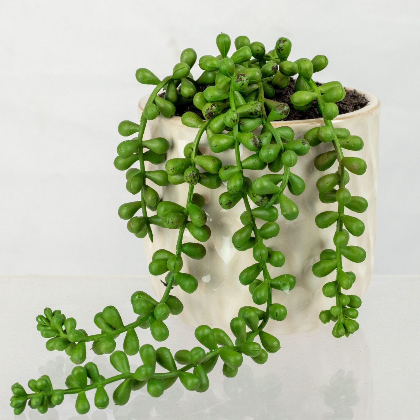 TRAILING SEDUM PLANT IN 11CM CERAMIC POT