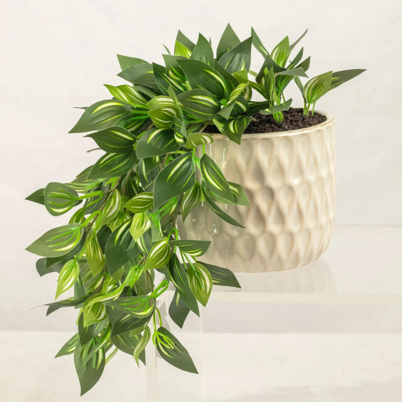 HANGING WANDERING JEW IN 11CM CERAMIC POT