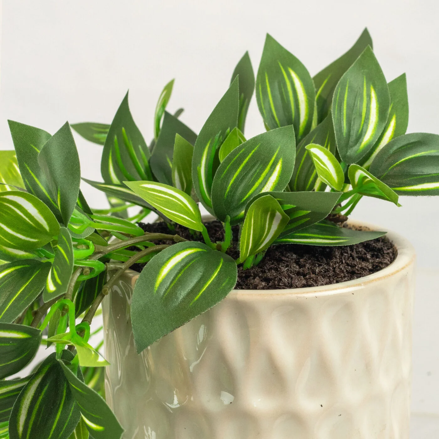HANGING WANDERING JEW IN 11CM CERAMIC POT