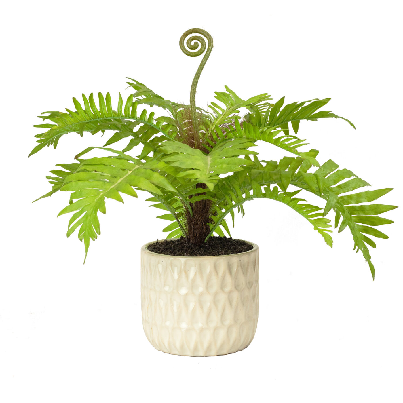 POTTED FERN BUSH IN 14CM CERAMIC POT
