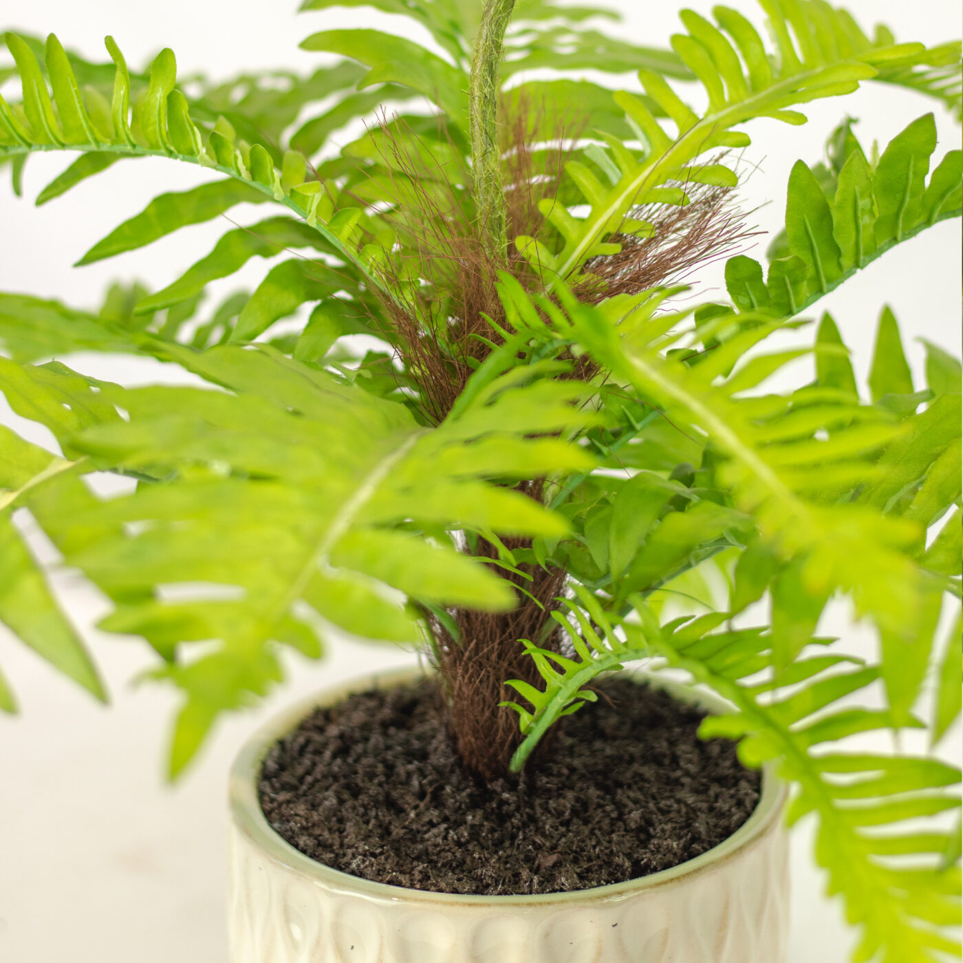 POTTED FERN BUSH IN 14CM CERAMIC POT