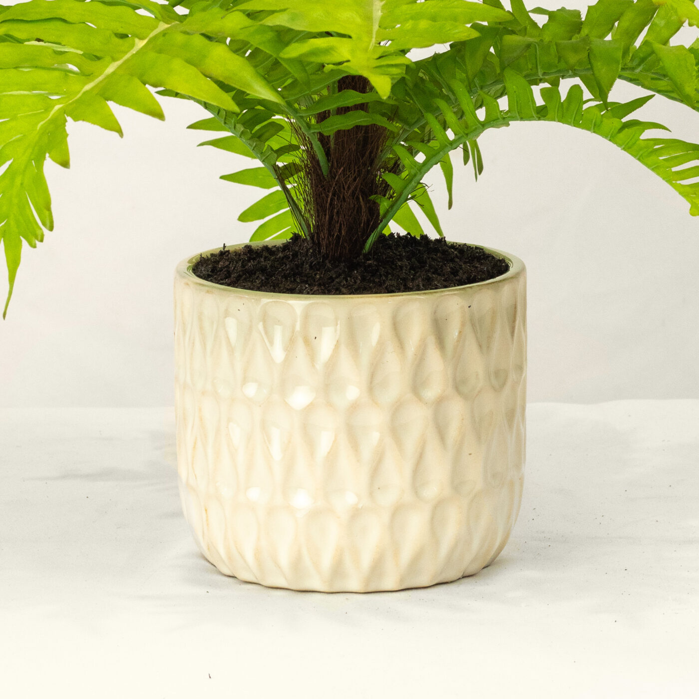 POTTED FERN BUSH IN 14CM CERAMIC POT