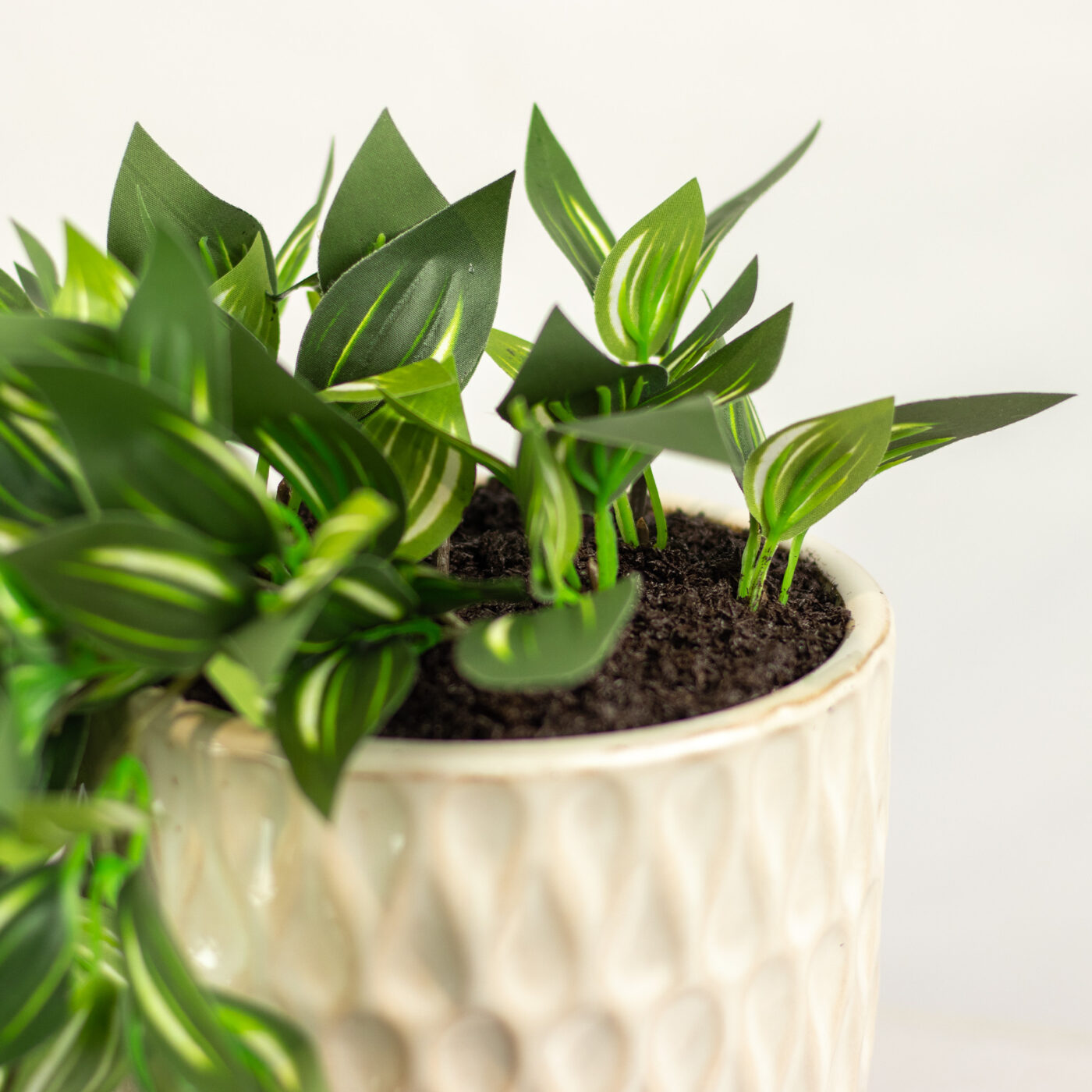 WANDERING JEW IN 14CM MEDIUM CERAMIC PLANTER