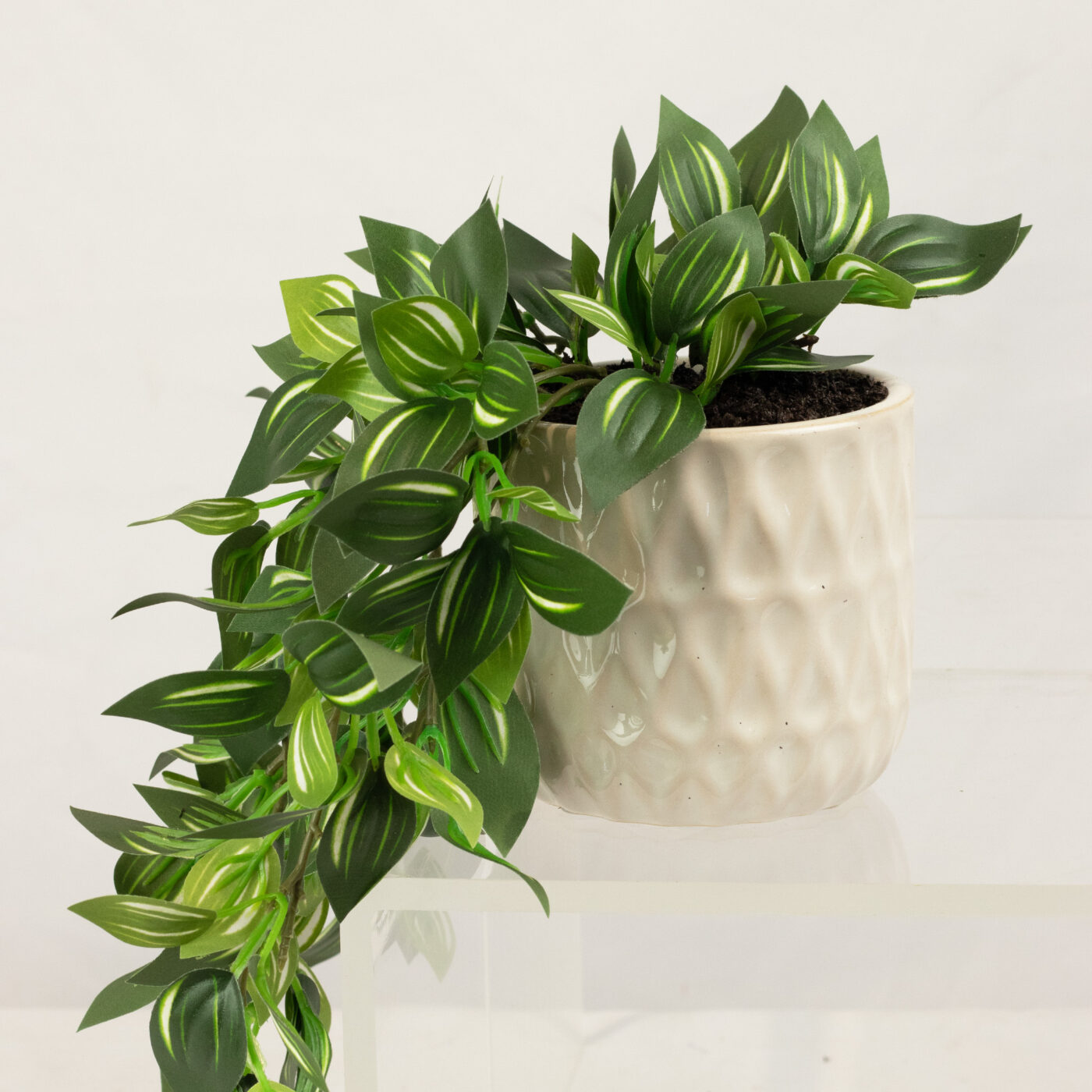 WANDERING JEW IN 14CM MEDIUM CERAMIC PLANTER