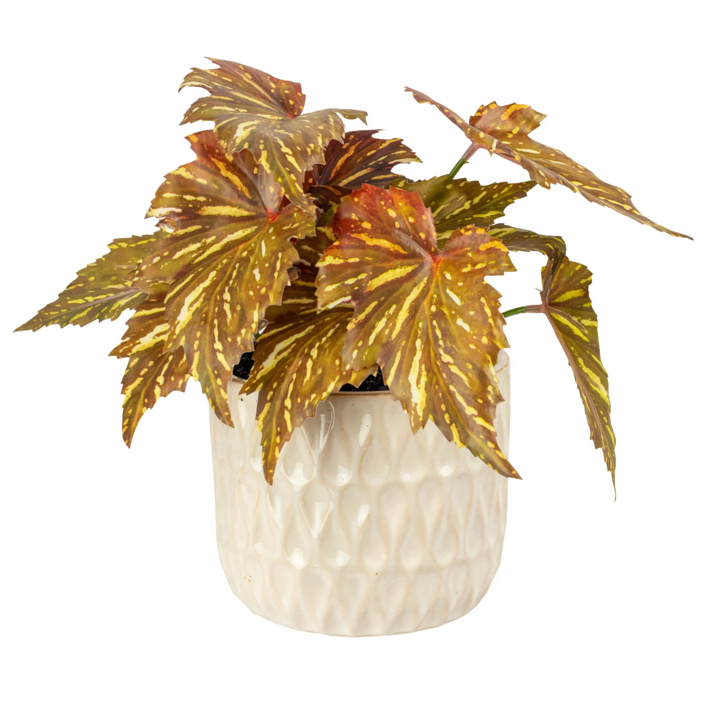 BEGONIA LEAF IN 14CM MEDIUM CERAMIC PLANTER