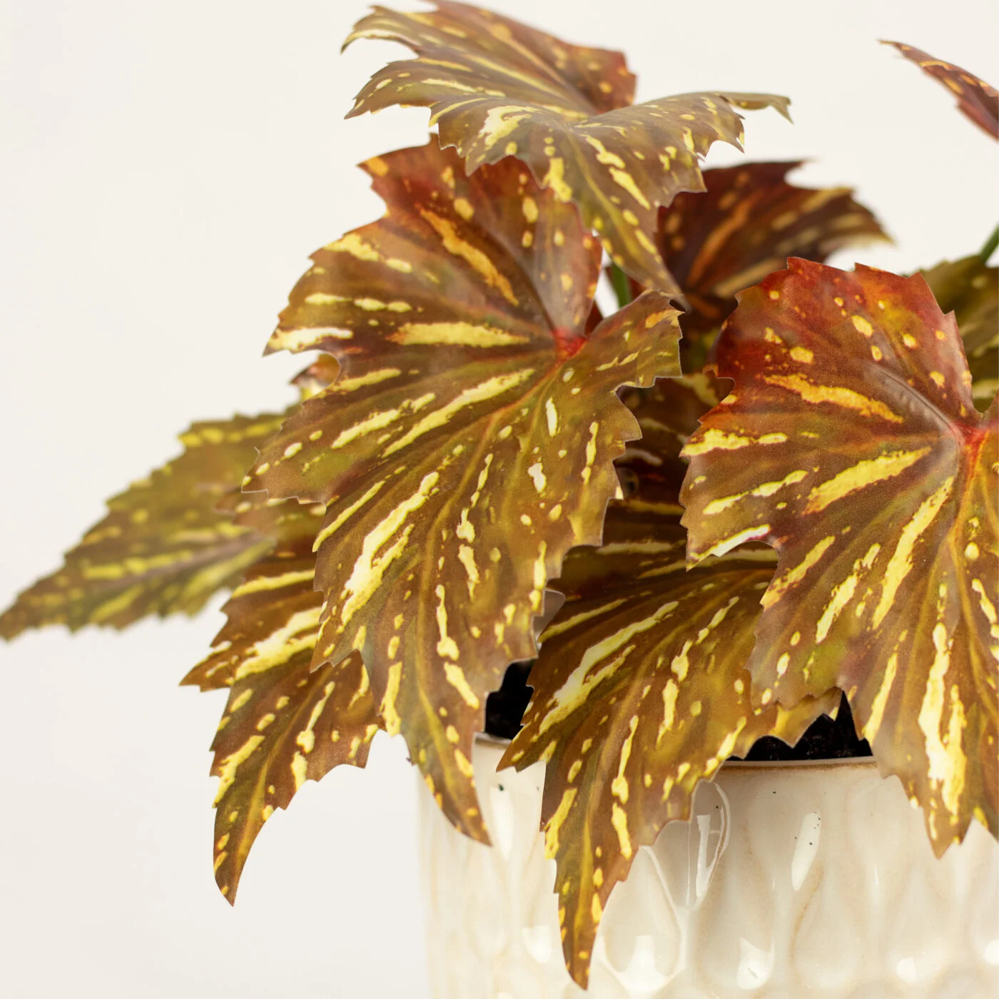 BEGONIA LEAF IN 14CM MEDIUM CERAMIC PLANTER