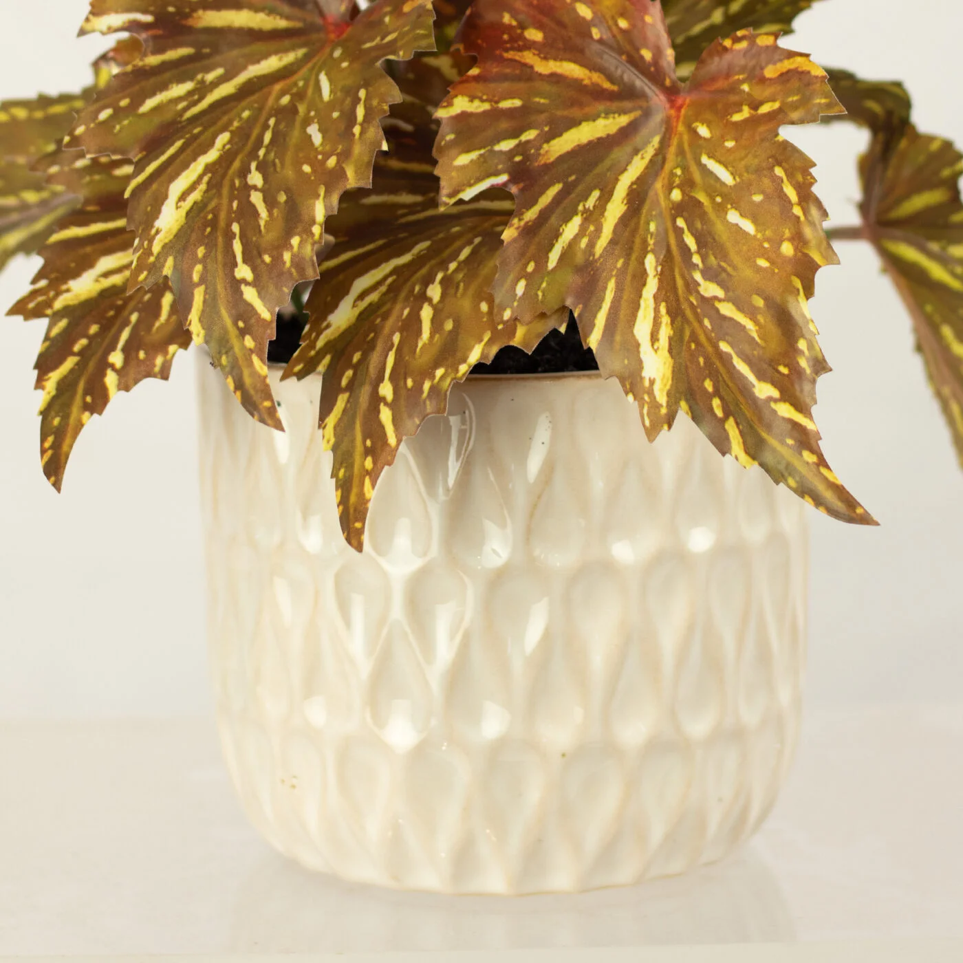 BEGONIA LEAF IN 14CM MEDIUM CERAMIC PLANTER
