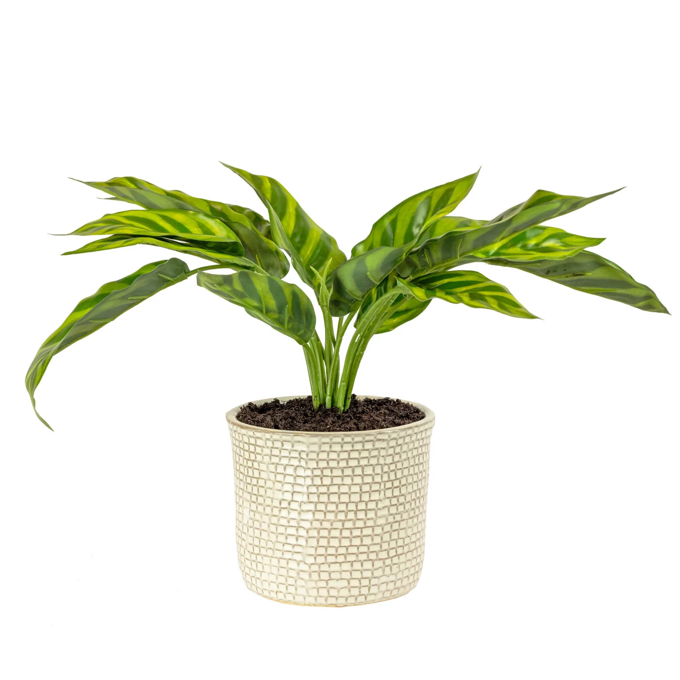 SILVER QUEEN PLANT IN 14CM CERAMIC POT
