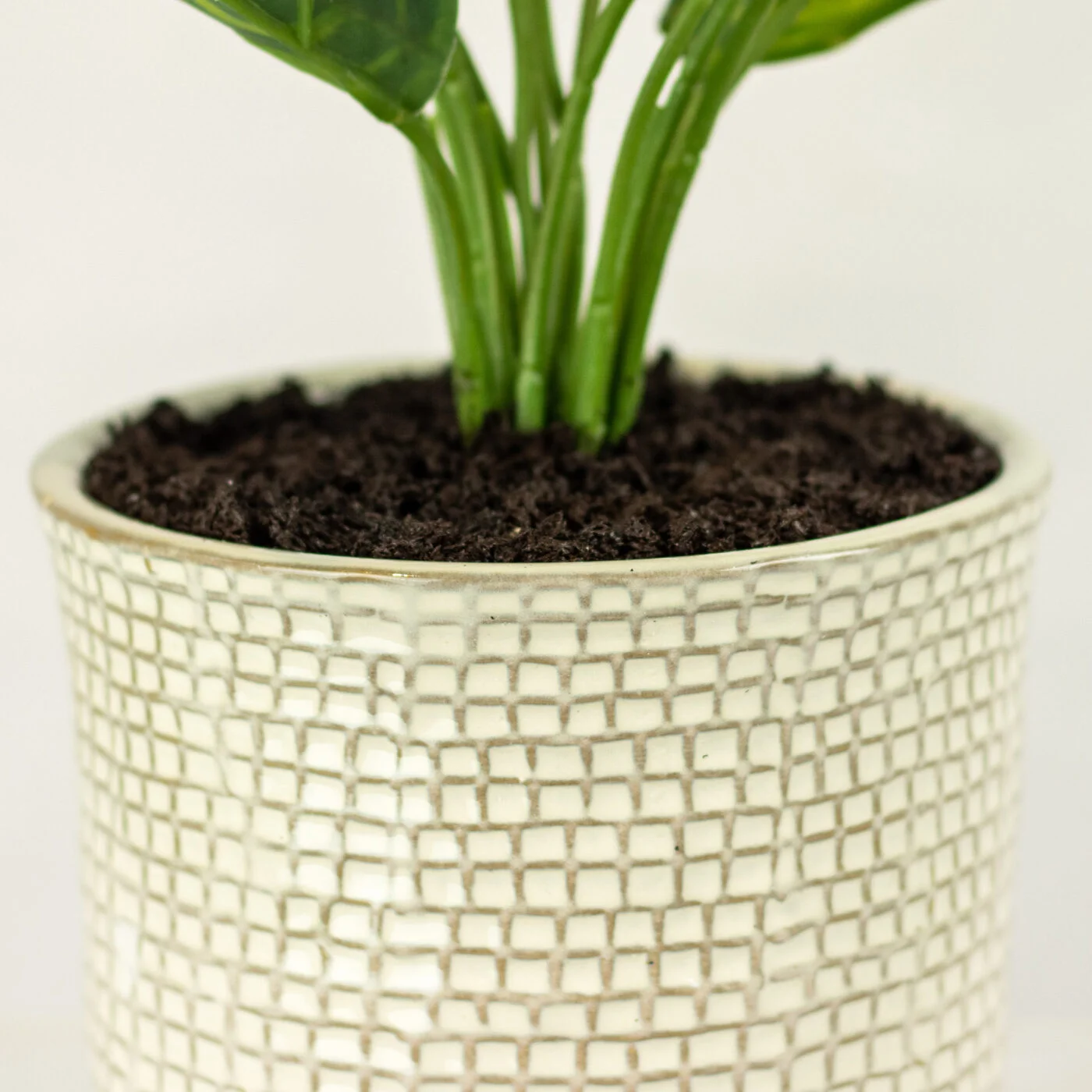 SILVER QUEEN PLANT IN 14CM CERAMIC POT