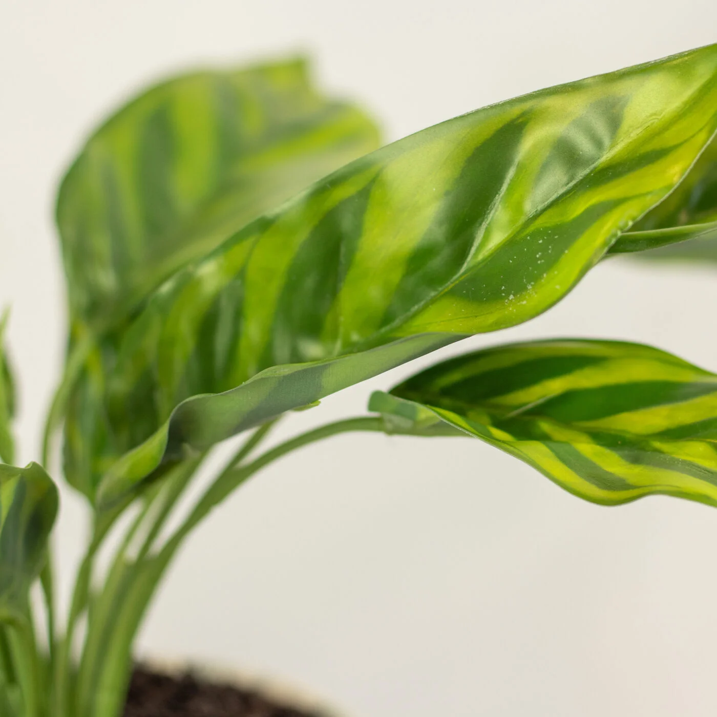 SILVER QUEEN PLANT IN 14CM CERAMIC POT