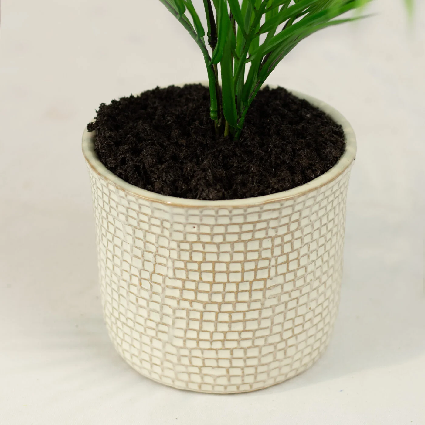 ARECA PALM TREE IN 14CM CERAMIC POT