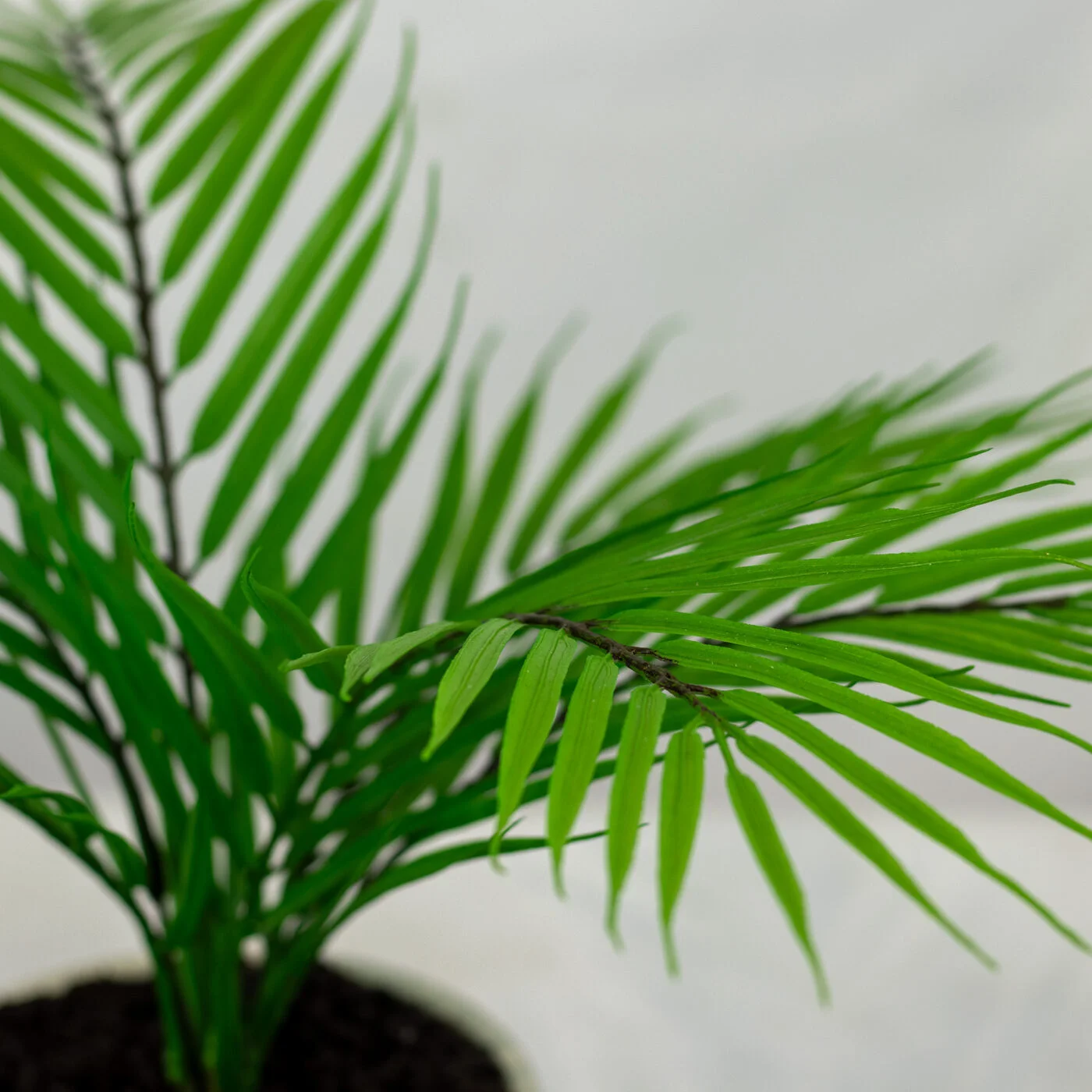 ARECA PALM TREE IN 14CM CERAMIC POT