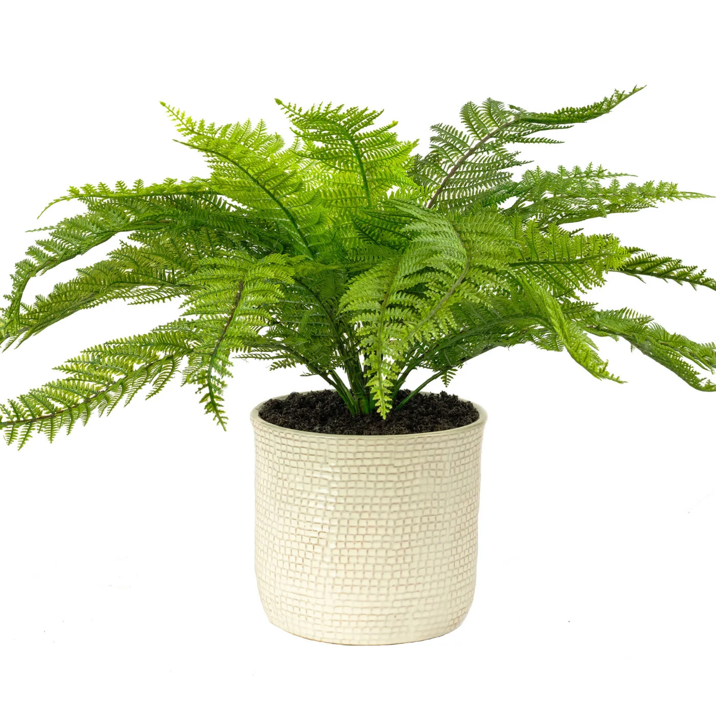 SWORD FERN IN 19CM CERAMIC PLANTERY