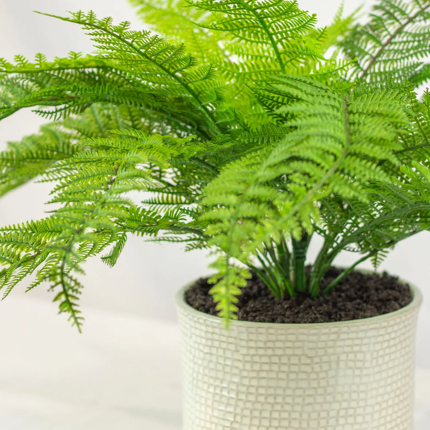 SWORD FERN IN 19CM CERAMIC PLANTERY