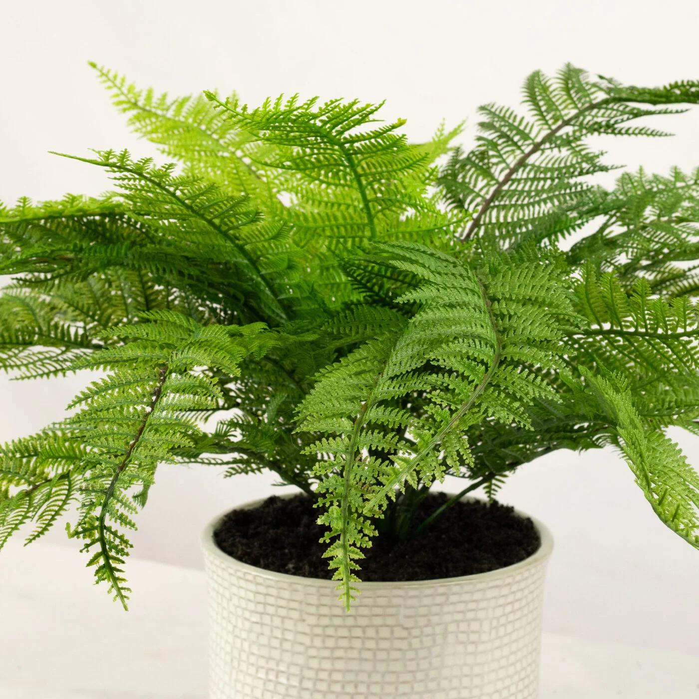 SWORD FERN IN 19CM CERAMIC PLANTERY