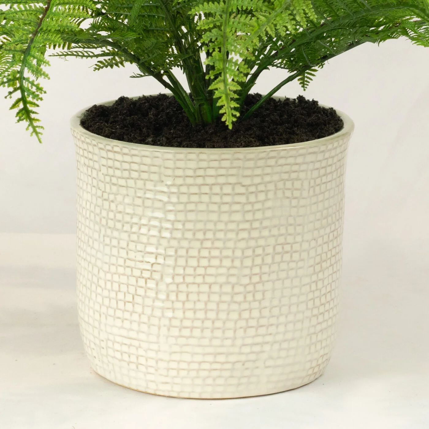 SWORD FERN IN 19CM CERAMIC PLANTERY