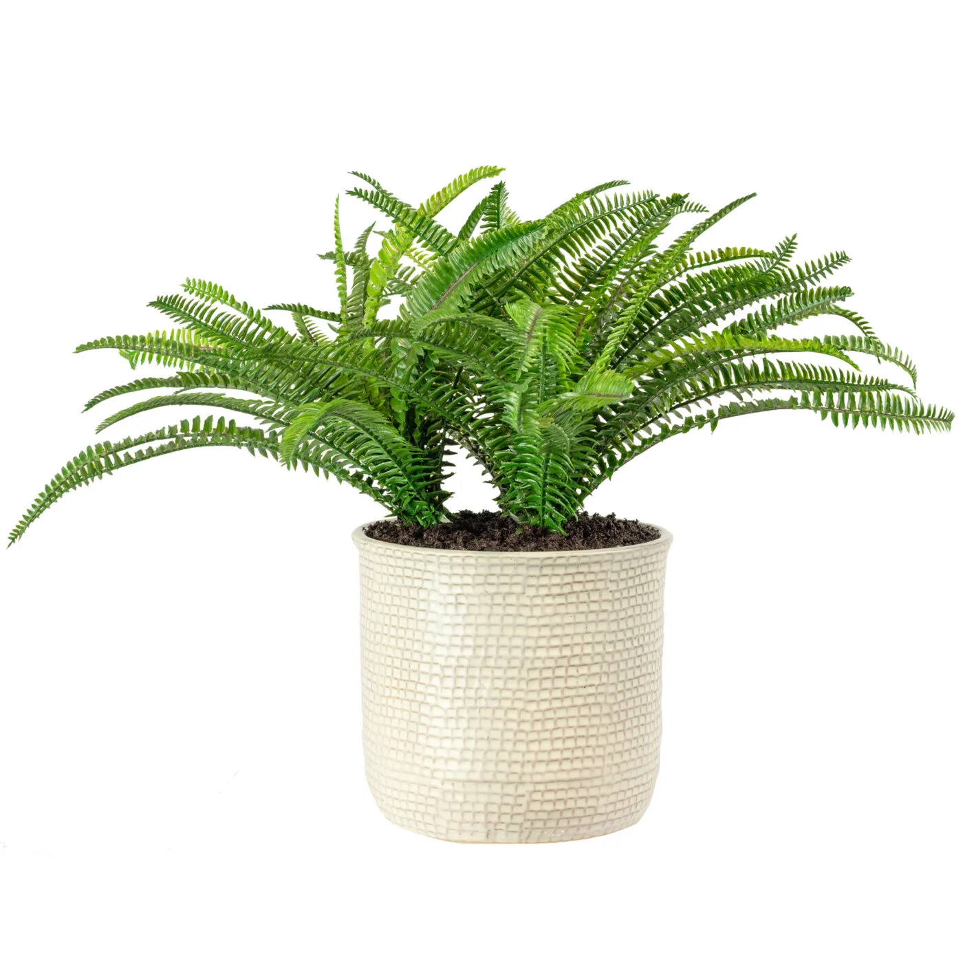 BOSTON FERN IN 19CM CERAMIC POT