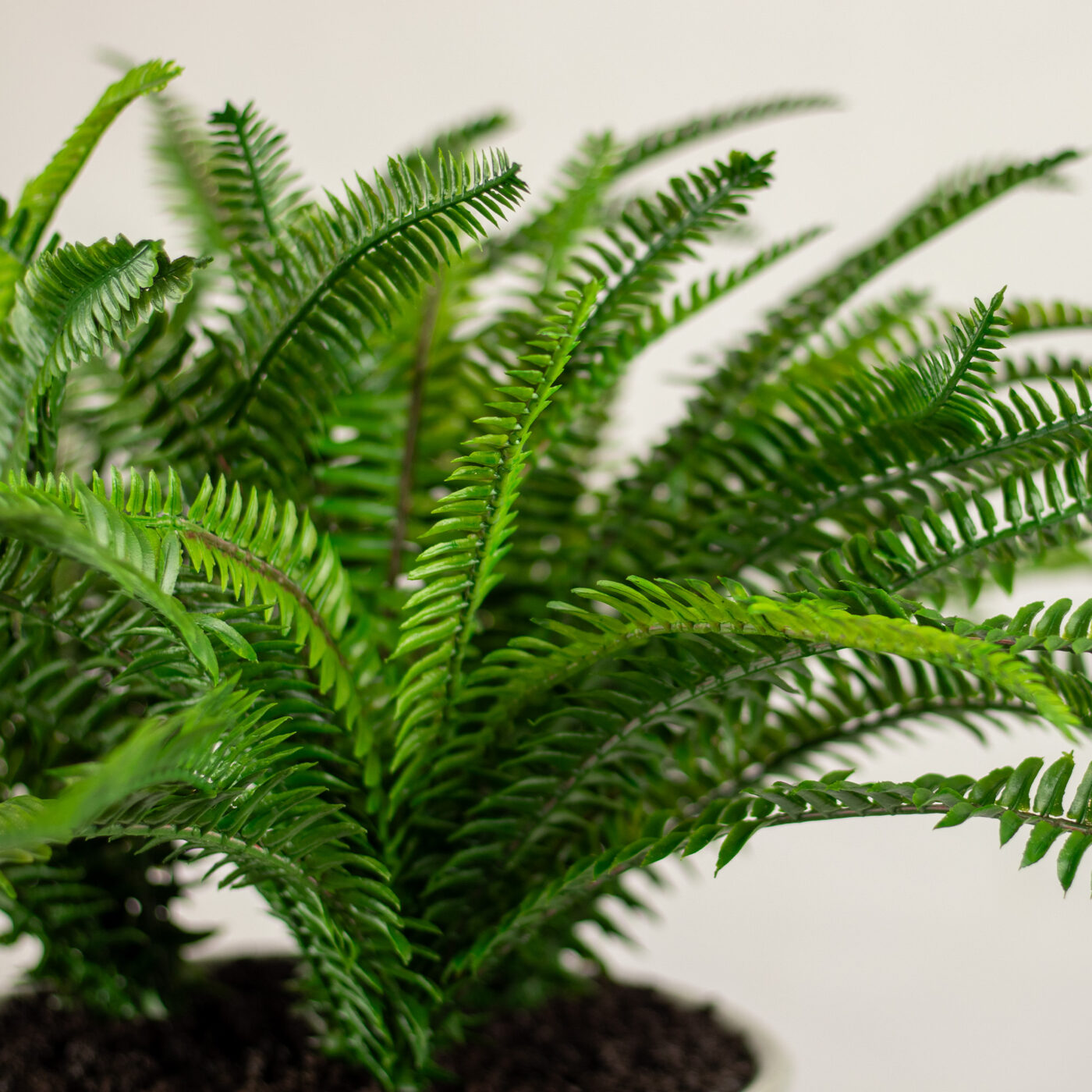 BOSTON FERN IN 19CM CERAMIC POT