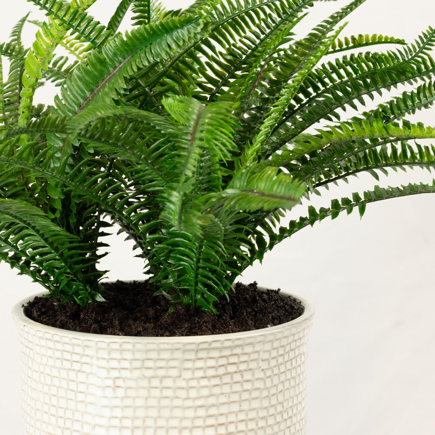 BOSTON FERN IN 19CM CERAMIC POT