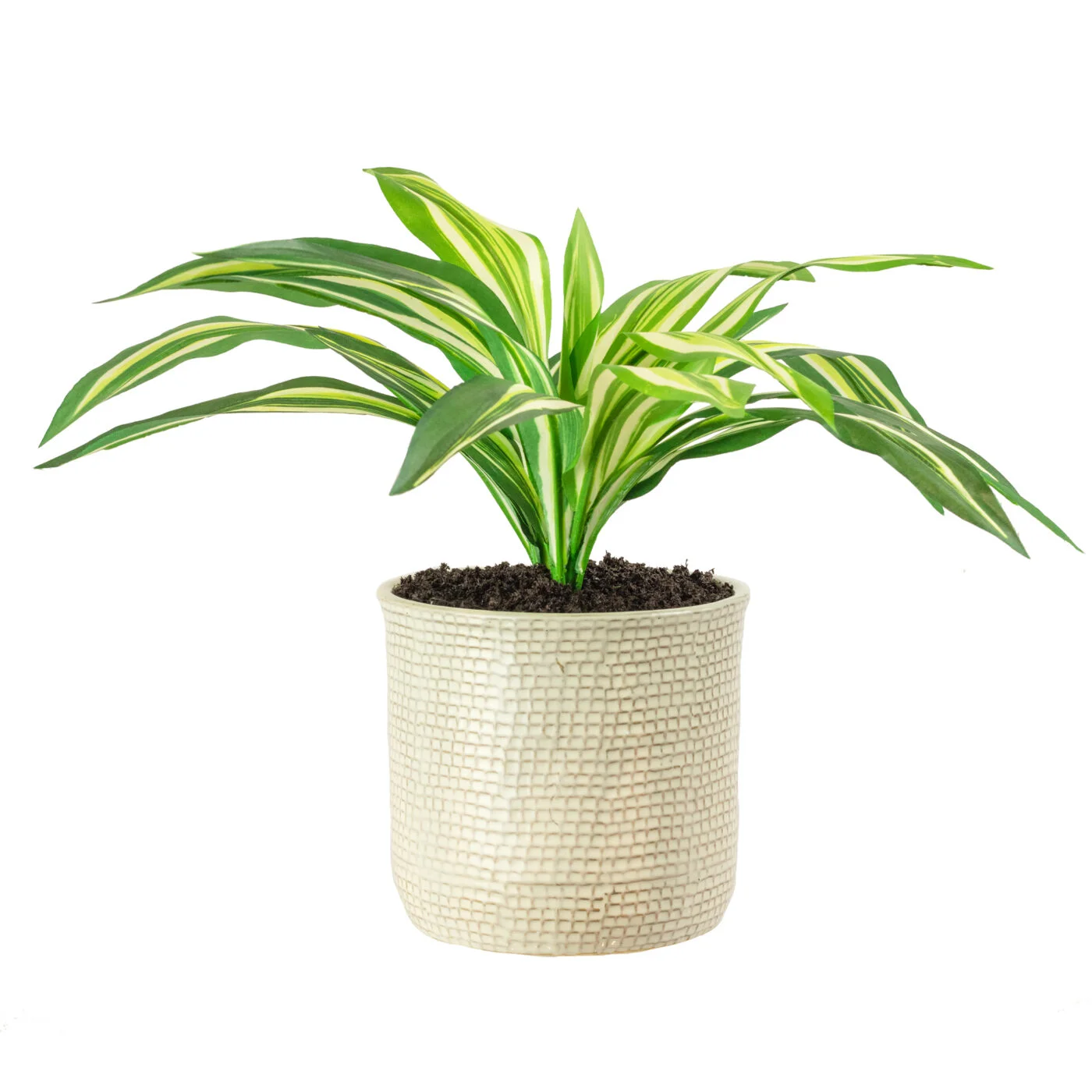 DRACENA PLANT IN 19CM CERAMIC POT